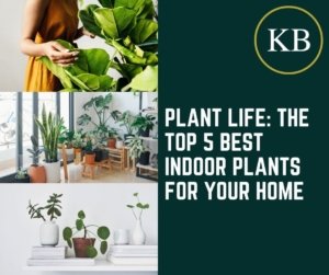 Plant Life: The Top 5 Best Indoor Plants for Your Home