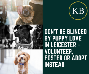 Don’t Be Blinded by Puppy Love in Leicester – Volunteer, Foster or Adopt Instead