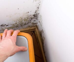 What Leicester Landlords Need to Know about Condensation and Mould