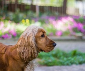 Guide to Creating a Dog-Friendly Garden