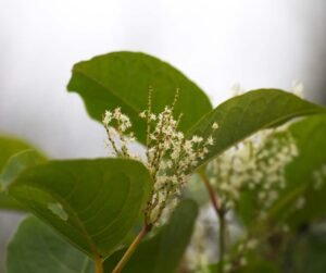 Could Your Leicester Garden Threaten Your House Sale?