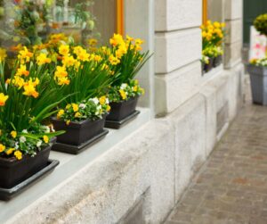 How to Create Gorgeous Window Boxes