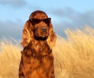 How to Protect Your Pet from the Hot Weather