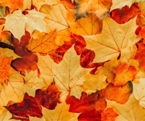 Why It Makes Sense to Sell Your Leicester Home in Autumn