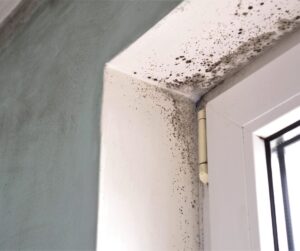 Tackling Mould in a Rental: What Leicester Tenants and Landlords Need to Know